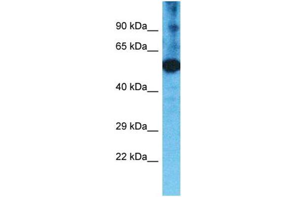 TMPRSS11F antibody  (C-Term)
