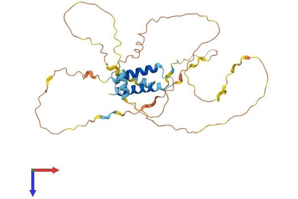 IER5 Protein (AA 1-327) (His tag)