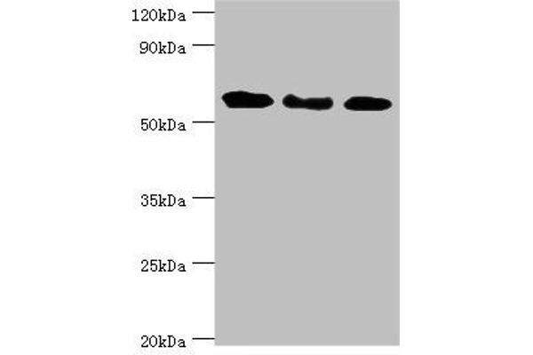 GBP1 Antikörper  (AA 383-592)