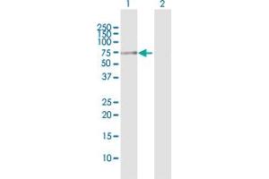 Western Blot analysis of TUBG1 expression in transfected 293T cell line by TUBG1 MaxPab polyclonal antibody.