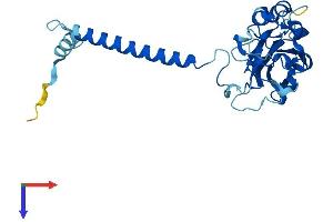 ATP1B2 Protein (AA 1-290) (His tag)