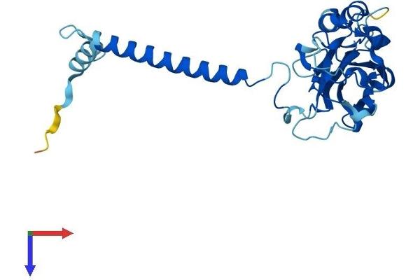 ATP1B2 Protein (AA 1-290) (His tag)