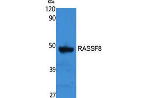 Western Blotting (WB) image for anti-Ras Association (RalGDS/AF-6) Domain Family (N-terminal) Member 8 (RASSF8) (Internal Region) antibody (ABIN3178131) (RASSF8 Antikörper  (Internal Region))