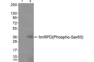 Western blot analysis of extracts from JK cells (Lane 2), using hnRPD (Phospho-Ser83) Antibody. (HNRNPD/AUF1 Antikörper  (pSer83))
