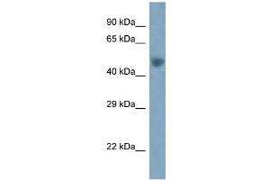 WB Suggested Anti-Arc Antibody   Titration: 1. (ARC (Middle Region) Antikörper)