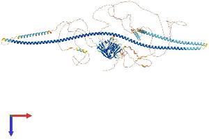 FKBP15 Protein (AA 1-1219) (His tag)