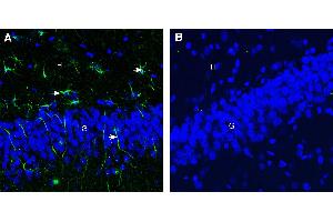 Expression of CD9 in rat hippocampus. (CD9 Antikörper  (Extracellular))