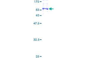 NXF3 Protein (AA 1-531) (GST tag)