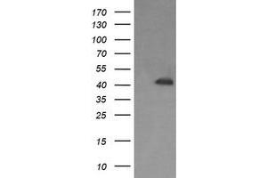 Image no. 1 for anti-Parvin, alpha (PARVA) antibody (ABIN1496447) (Parvin alpha Antikörper)