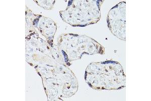 Immunohistochemistry of paraffin-embedded human placenta using ADK Rabbit pAb  at dilution of 1:350 (40x lens). (ADK Antikörper  (AA 200-345))