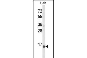 Western blot analysis of NPW Antibody (C-term) (ABIN653596 and ABIN2842964) in Hela cell line lysates (35 μg/lane). (NPW Antikörper  (C-Term))
