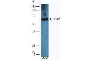 Lane 1: K562 lysates probed with Rabbit Anti-GTF2H1 Polyclonal Antibody, Unconjugated (ABIN873029) at 1:30 overnight at 4 °C.