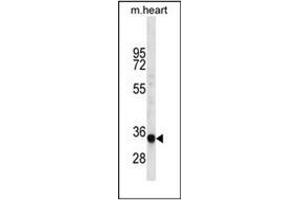 Western blot analysis of LIX1L Antibody (Center) in mouse heart tissue lysates (35ug/lane). (LIX1L Antikörper  (Middle Region))