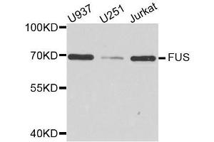 Western blot analysis of extracts of various cell lines, using FUS antibody. (FUS Antikörper  (AA 297-526))