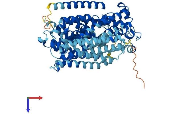 SLC5A10 Protein (AA 1-596) (His tag)