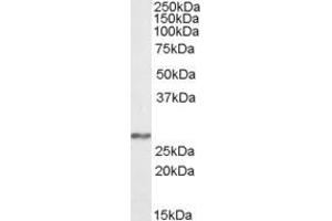 ABIN570974 (0. (NDUFS3 Antikörper  (Internal Region))