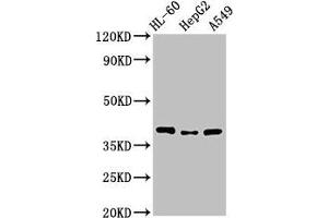 Western Blot Positive WB detected in: HL60 whole cell lysate, HepG2 whole cell lysate, A549 whole cell lysate All lanes: MCU antibody at 3. (MCU Antikörper  (AA 155-233))