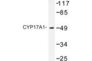 Image no. 1 for anti-Cytochrome P450, Family 17, Subfamily A, Polypeptide 1 (CYP17A1) antibody (ABIN272270) (CYP17A1 Antikörper)