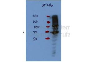 STK16 antibody - middle region  validated by WB using Hek 293T Cells at 1:1000. (STK16 Antikörper  (Middle Region))