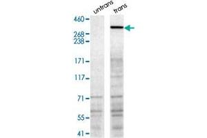 NBEA polyclonal antibody  staining (1 ug/mL) of (Lane 1) untransfected HEK 293T (Bosc 23) cells (Lane 2) HEK 293T (Bosc 23) cells transfected with mouse NBEA. (Neurobeachin Antikörper)