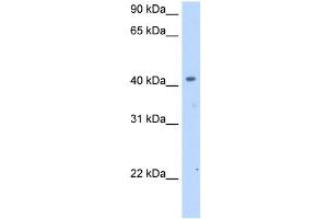 SLC25A24 antibody used at 2.