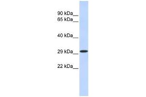 KLF14 antibody used at 1.