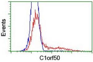 Image no. 2 for anti-Chromosome 1 Open Reading Frame 50 (C1ORF50) antibody (ABIN1497035) (C1ORF50 Antikörper)