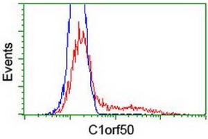 Image no. 2 for anti-Chromosome 1 Open Reading Frame 50 (C1ORF50) antibody (ABIN1497035) (C1ORF50 Antikörper)