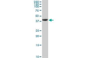 ACADM MaxPab polyclonal antibody. (Medium-Chain Specific Acyl-CoA Dehydrogenase, Mitochondrial (MCAD) (AA 1-421) Antikörper)