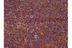 IHC image of ABIN7169333 diluted at 1:200 and staining in paraffin-embedded human lymph node tissue performed on a Leica BondTM system. (SERPINB12 Antikörper  (AA 1-300))