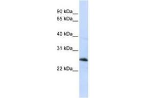 Image no. 1 for anti-Reticulon 1 (RTN1) (C-Term) antibody (ABIN6741063) (Reticulon 1 Antikörper  (C-Term))