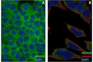 Immunocytochemistry staining of HDAC6 in formaldehyde-fixed and Triton-permeabilized HEK-293T cells (A) and SH-SY5Y cells (B) by mouse monoclonal antibody 3D2, followed by anti-mouse Alexa Fluor 488 (green), DNA indicated by DAPI (blue). (HDAC6 Antikörper)