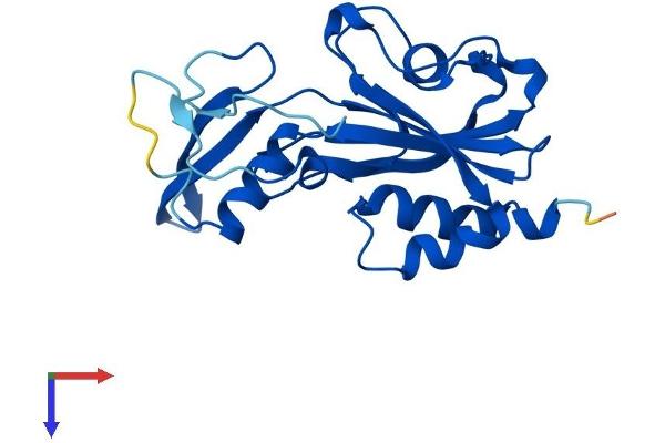 NUDT14 Protein (AA 1-222) (His tag)