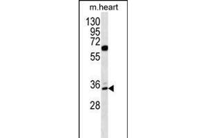 ZN Antibody (N-term) (ABIN656322 and ABIN2845621) western blot analysis in mouse heart tissue lysates (35 μg/lane).