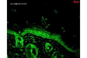 Immunohistochemistry analysis using Mouse Anti-Hsp90 alpha Monoclonal Antibody, Clone K41220A . (HSP90 alpha/beta Antikörper  (AA 291-304) (Biotin))