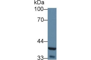 Western Blot; Sample: Mouse Liver lysate; Primary Ab: 5µg/ml Rabbit Anti-Mouse WNT5A Antibody Second Ab: 0. (WNT5A Antikörper  (AA 62-380))
