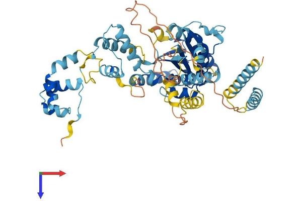 TIGD2 Protein (AA 1-525) (His tag)