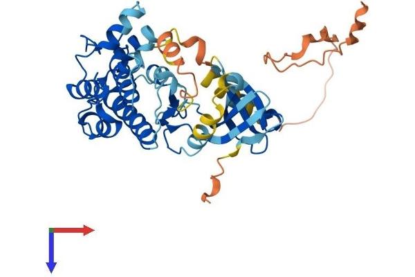 CAMK1 Protein (AA 1-370) (His tag)