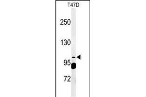 Western blot analysis of SC24A Antibody (Center) (ABIN650899 and ABIN2839987) in T47D cell line lysates (35 μg/lane). (SEC24A Antikörper  (AA 636-663))