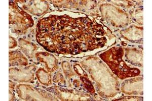 Immunohistochemistry of paraffin-embedded human kidney tissue using ABIN7163724 at dilution of 1:100