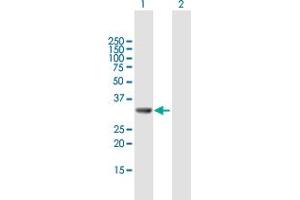 Western Blot analysis of GGPS1 expression in transfected 293T cell line by GGPS1 MaxPab polyclonal antibody. (GGPS1 Antikörper  (AA 1-300))