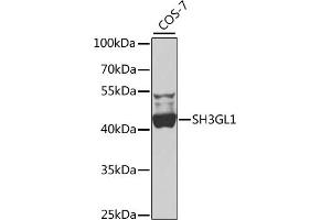 Western blot analysis of extracts of COS-7 cells, using SH3GL1 antibody  at 1:1000 dilution. (SH3GL1 Antikörper  (AA 219-368))