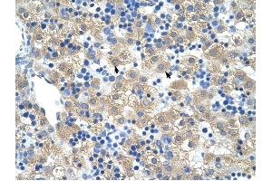 FERD3L antibody was used for immunohistochemistry at a concentration of 4-8 ug/ml to stain Hepatocytes (arrows) in Human Liver. (FERD3L Antikörper  (N-Term))