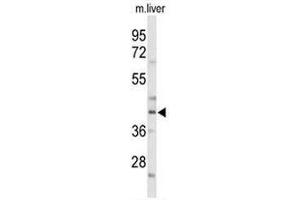 Western blot analysis of CEBPA Antibody (C-term) in mouse liver tissue lysates (35µg/lane). (CEBPA Antikörper  (C-Term))