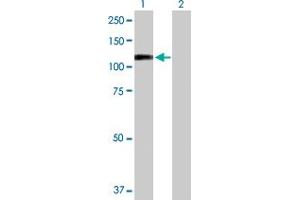 Western Blot analysis of RECK expression in transfected 293T cell line by RECK MaxPab polyclonal antibody. (RECK Antikörper  (AA 1-971))