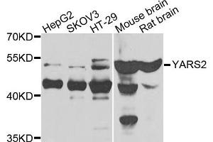 Western blot analysis of extracts of various cells, using YARS2 antibody.
