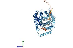 Protein Structure (PS) image for Solute Carrier Family 7 (Neutral Amino Acid Transporter Light Chain, Asc System), Member 10 (SLC7A10) (AA 1-530) protein (His tag) (ABIN7556646)