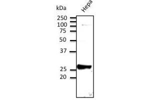 Anti-Rab9 Ab at 1/500 dilution; Hepa cell line lysates at 100 ug per Iane; rabbit polyclonal to goat lgG (HRP) at 1/10,000 dilution; (RAB9A Antikörper  (C-Term))