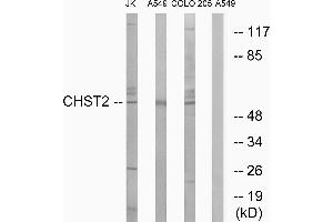 Western blot analysis of extracts from Jurkat cells, A549 cells and COLO cells, using CHST2 antibody.