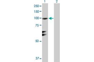 Western Blot analysis of RGL1 expression in transfected 293T cell line by RGL1 MaxPab polyclonal antibody. (RGL1 Antikörper  (AA 1-803))